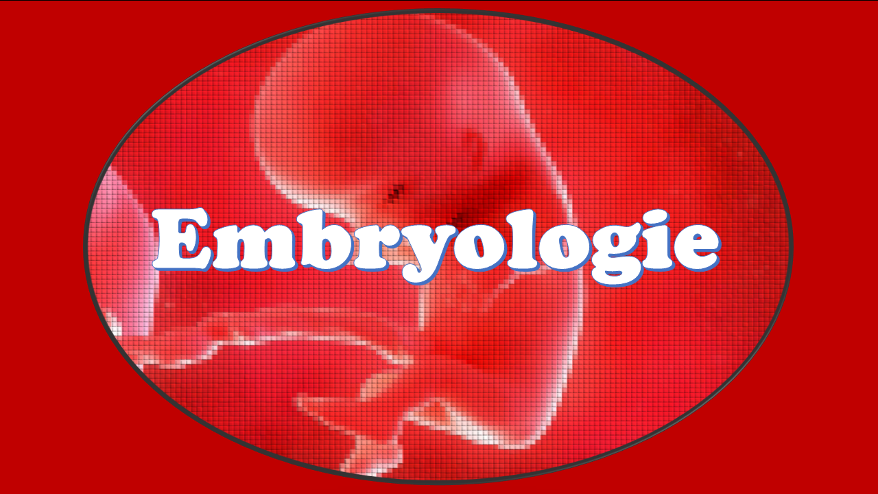 Cours embryologie